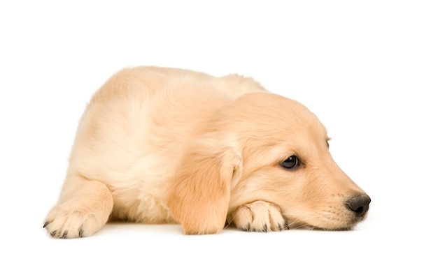 Golden Retriever (3 months)