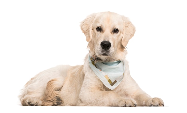 Golden Retriever, 6 months old, lying in front of white background