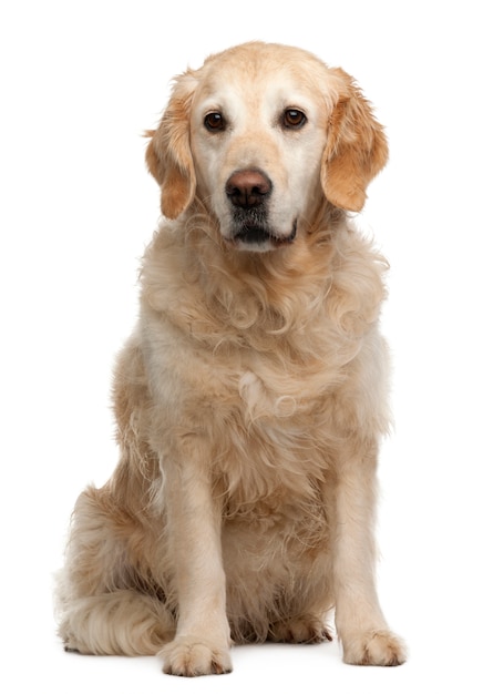 Golden retriever, 6 anni. ritratto di cane isolato