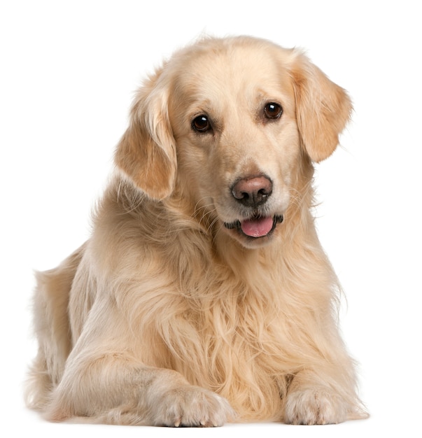 Golden Retriever, 7 years old, sitting. Dog portrait isolated