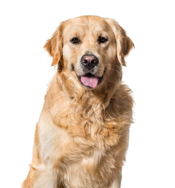 Golden Retriever against white background