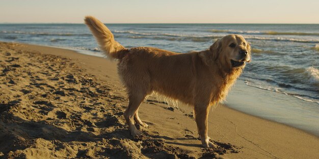 Golden Retriever on beach during autumn day