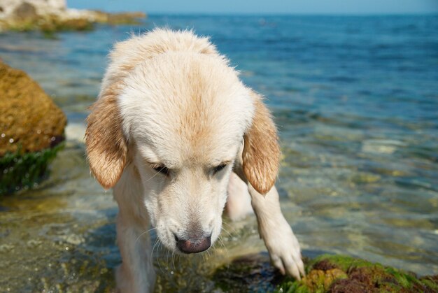 Golden retriever sulla spiaggia.