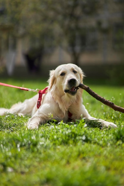 golden retriever chewing a stick lying on the grassYoung golden retriever chewing a stick