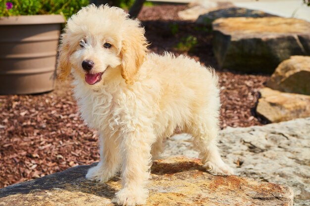 Golden retriever die zich op het modelleren van steen bevindt