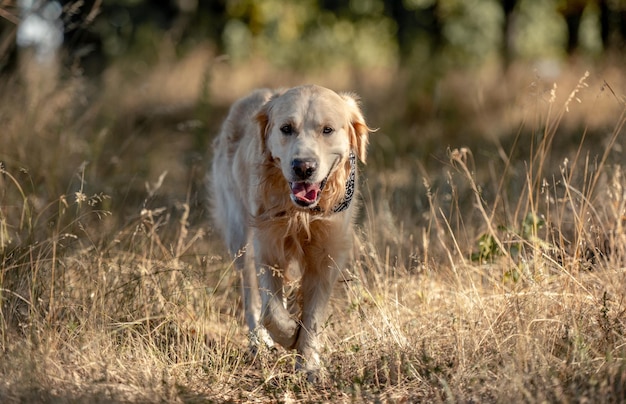 秋の公園のゴールデンレトリバー犬