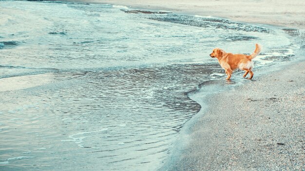 Golden retriever dog on the beach goes to sea water