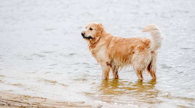 Golden retriever dog on the beach