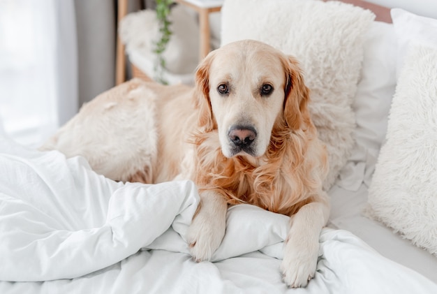 Golden retriever dog in the bed