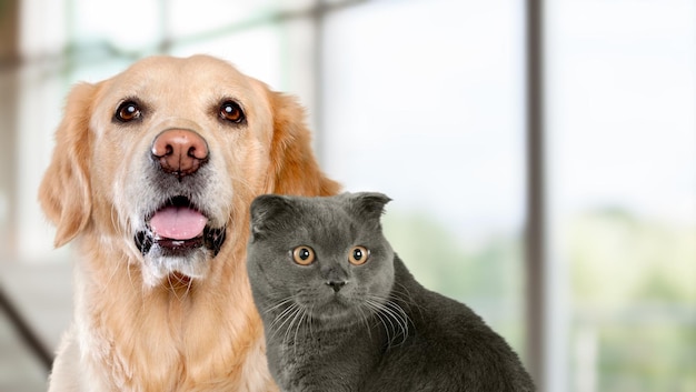 골든 리트리버 강아지와 파스텔 배경에 귀여운 고양이