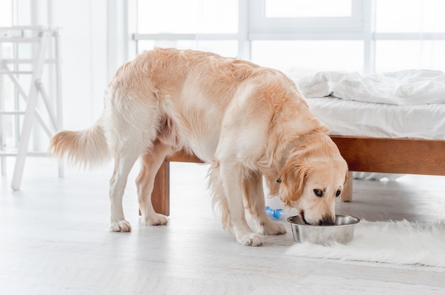 朝の日当たりの良い寝室で金属製のボウルから食べるゴールデンレトリバー犬。日光のある部屋でペットの犬に餌をやる。