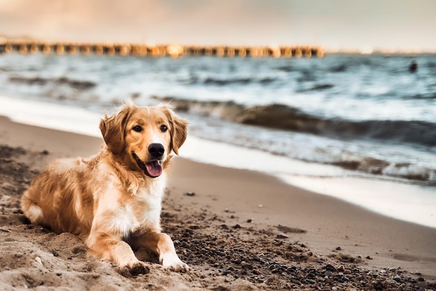 A Golden Retriever dog enjoying on the beach with sea and sand