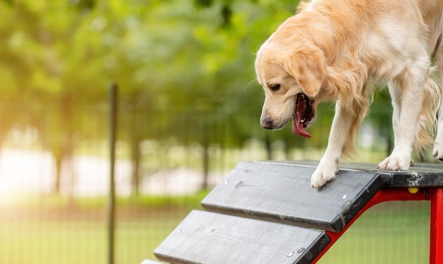 Golden retriever dog exercising