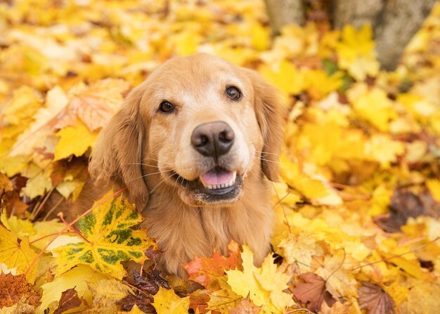 Golden retriever dog in fall colored leaves