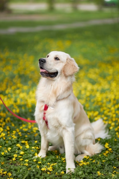 黄色い花畑のゴールデンレトリバー犬