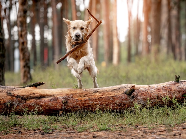 森の中のゴールデンレトリバー犬
