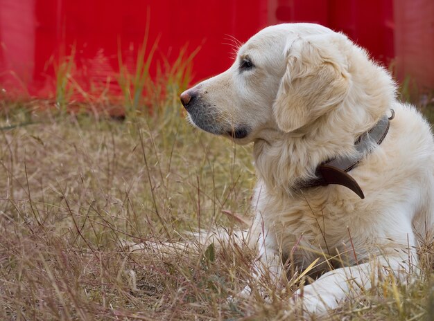 芝生の上のゴールデンレトリバー犬