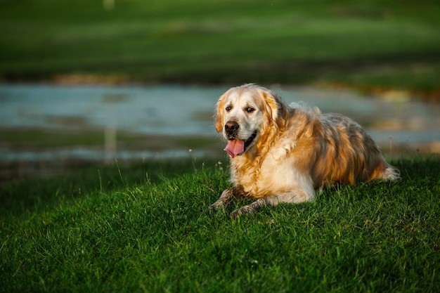 Foto cane golden retriever sull'erba verde