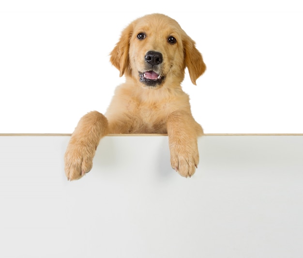 Photo golden retriever dog holding on a white blank board