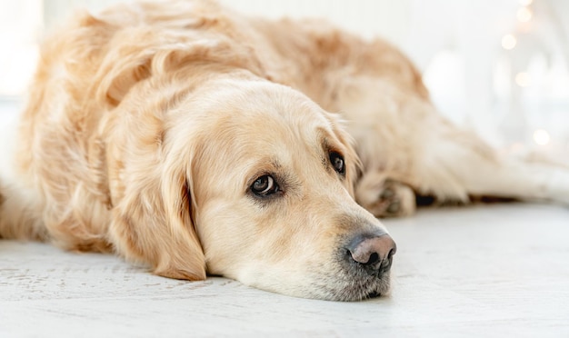 Golden retriever dog at home