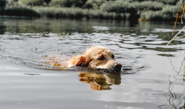 Cacciatore di cani golden retriever