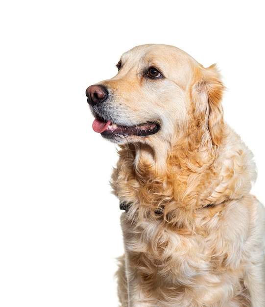 Golden retriever dog isolated dog