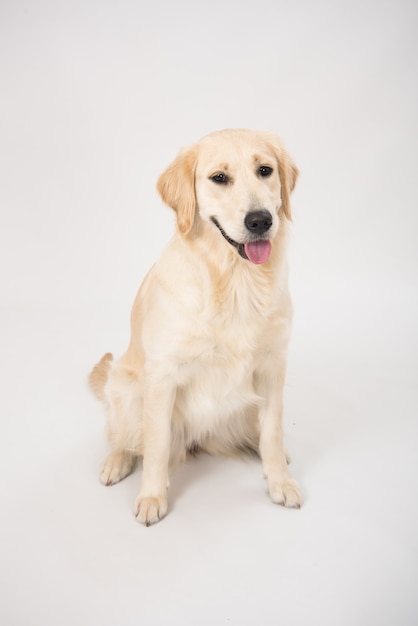 Golden retriever dog isolated