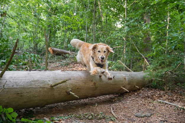 Golden retriever dog jumping a tree trunk in forest