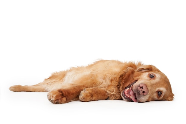 Photo golden retriever dog laying down