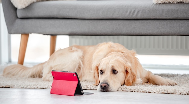 床に横たわって、屋内で赤いタブレットを見ているゴールデンレトリバー犬