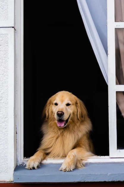 Golden retriever dog leaning out of a window vertical photo