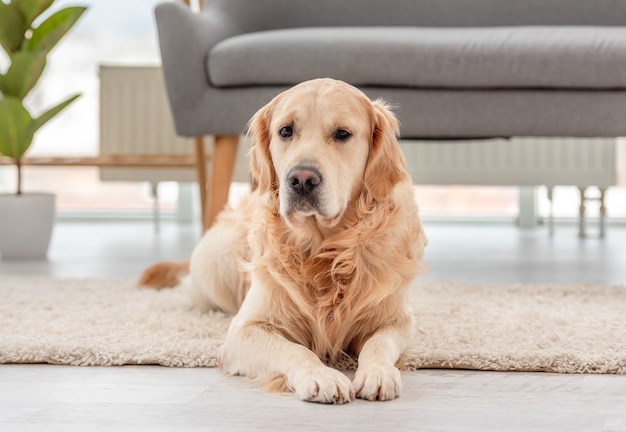 Il cane da riporto dorato si trova sul pavimento nella stanza soleggiata a casa. ritratto di un simpatico cagnolino a casa