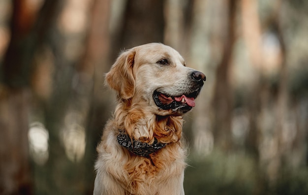 Golden retriever dog looking at camera with mouth opened. Cute purebred doggy pet labrador at nature with daylight portrait