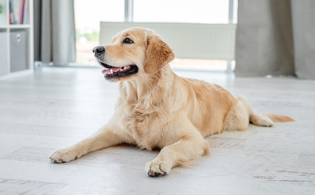 屋内の明るい床に横たわっているゴールデンレトリバー犬