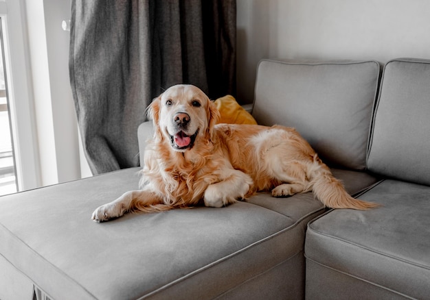 Golden retriever dog lying on sofa at home