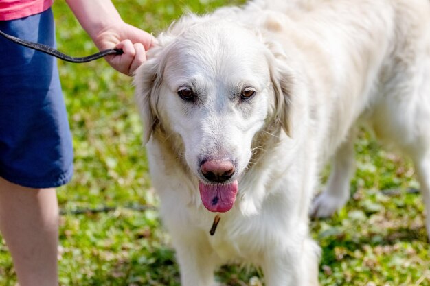 Golden Retriever dog near his owner during a walk The owner holds the dog firmly on a leash