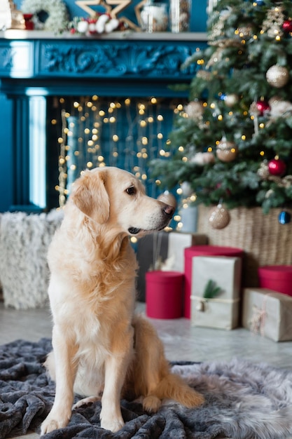 Golden retriever dog neat christmas tree