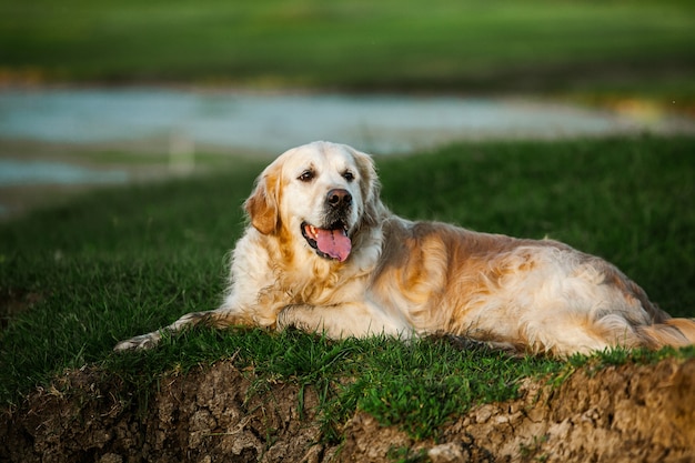 写真 緑の芝生の上のゴールデンレトリバー犬