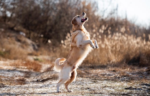 Cane golden retriever all'aperto