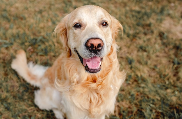 Cane golden retriever all'aperto