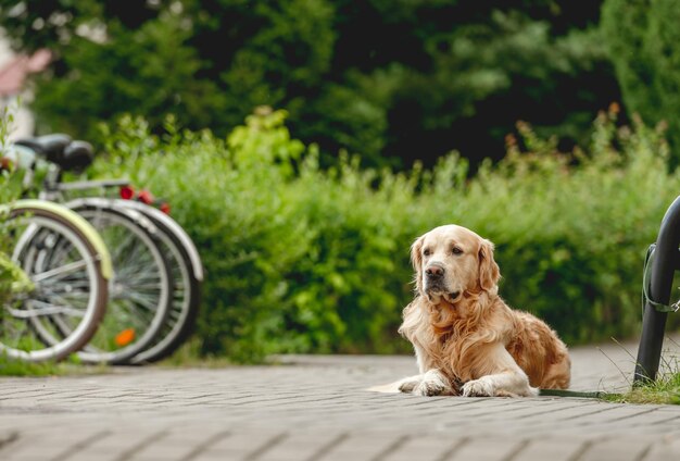 屋外のゴールデンレトリバー犬