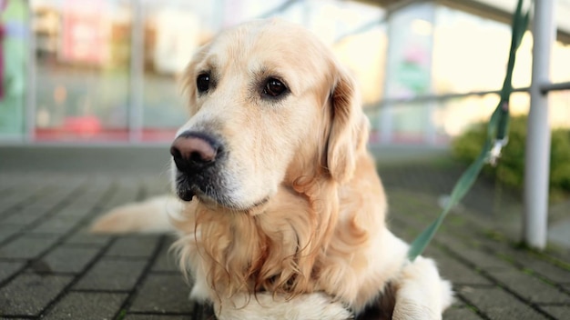 屋外のゴールデンレトリバー犬