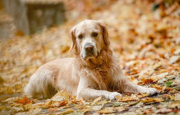 Golden retriever dog in park