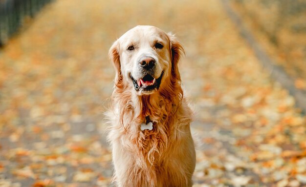 公園のゴールデンレトリバー犬