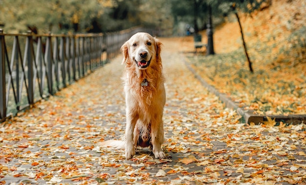 Golden retriever dog in park