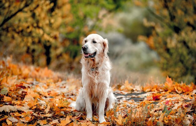 Golden retriever dog in park