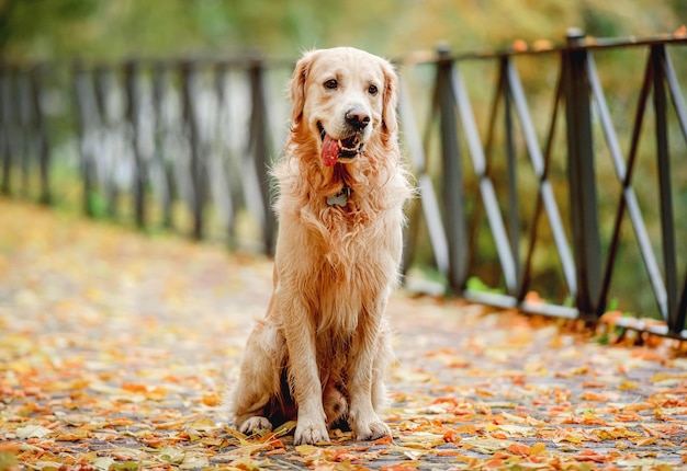 Golden retriever dog in park