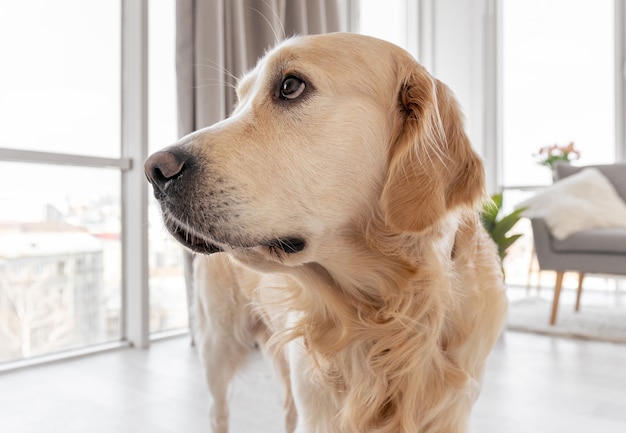 Golden retriever dog portrait at home interior