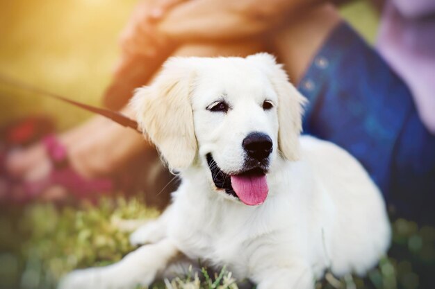 写真 公園のゴールデンレトリバー犬の子犬