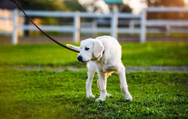 Golden retriever dog puppy in the park